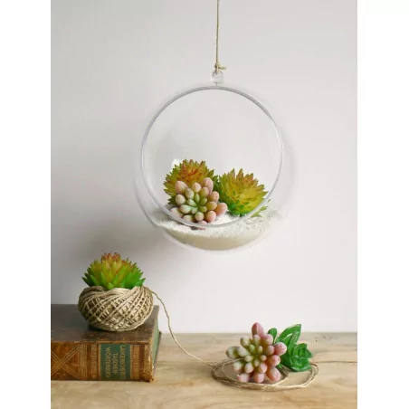 Mini plante 'Rayher- Mini jardin' Succulent Echeveria